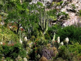 Desert Canyon Hike